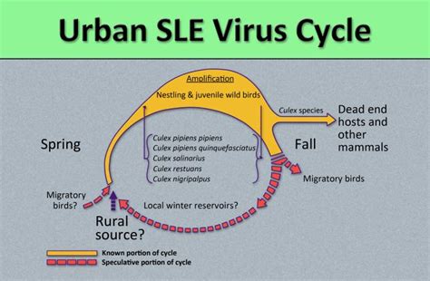 St. Louis encephalitis pathophysiology - wikidoc