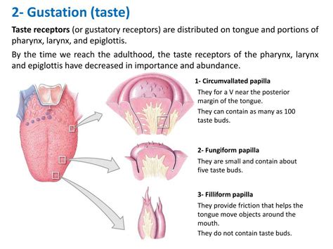 PPT - LESSON # 23 PowerPoint Presentation, free download - ID:2242842