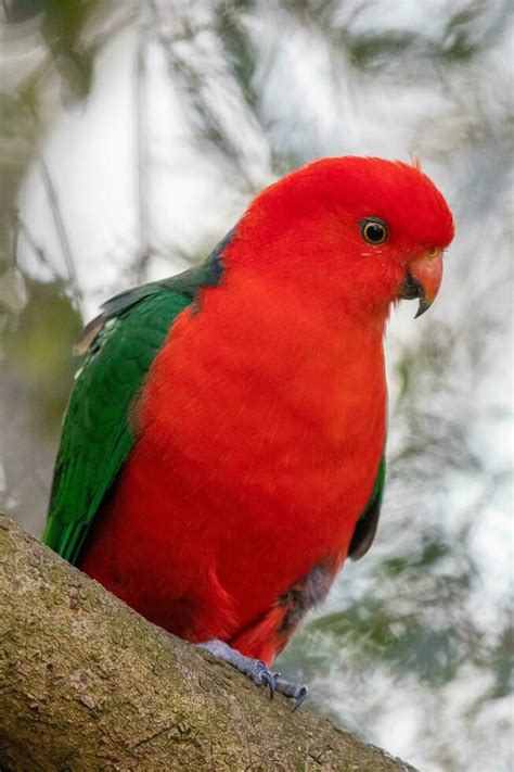 Australian King Parrot 25924747 Stock Photo at Vecteezy