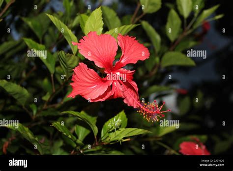 Hoja de flor cayena fotografías e imágenes de alta resolución - Alamy