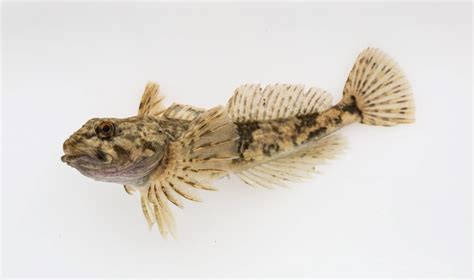 Depth and Taxa: Celebrating Sculpin Speciation