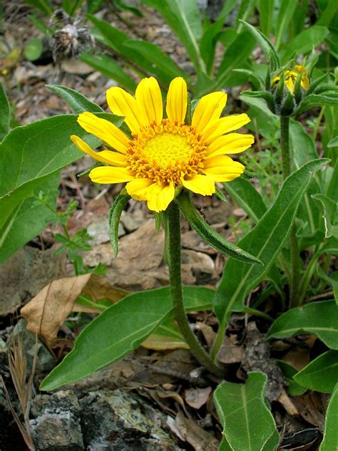 Mount Diablo Sunflower Helianthella castanea