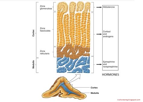 BIOLOGY WRITE-UP - BIOLOGY ARTICLES: ADRENAL GLAND: Location, Structure (histology), function.