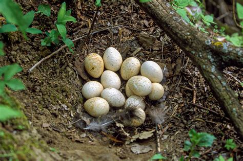 Life and Times of a Wild Turkey Nest - The National Wild Turkey Federation