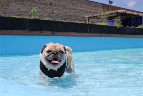 PUG SLOPE » Blog Archive » PUG POOL PARTY!