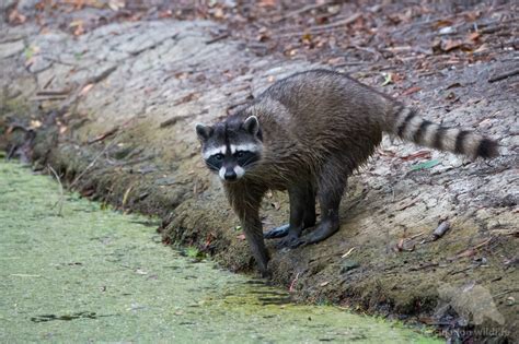 Wild California - Fascination Wildlife