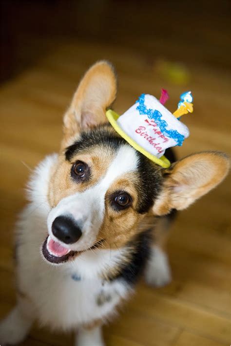 Corgi Birthday Meme | BirthdayBuzz