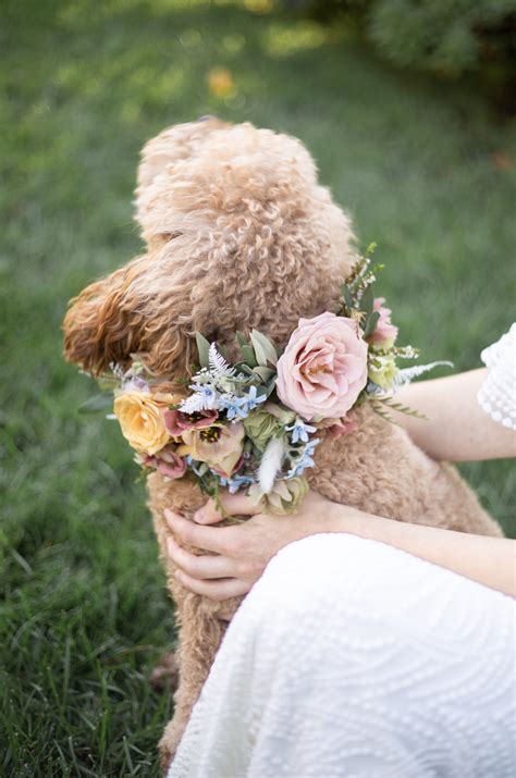 DIY: Floral Dog Collar — Bloom Culture Flowers | A New Way To DIY