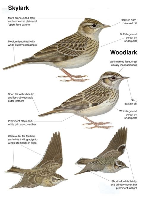 Identification, Skylark vs Wood Lark | Skylark, Wood, White tip