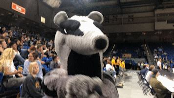 Anteaters GIFs - Find & Share on GIPHY