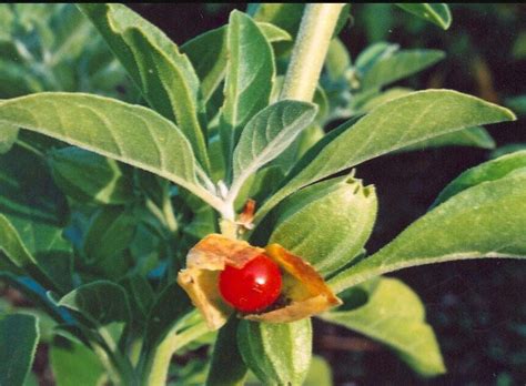 Ashwagandha African Withania Somnifera Seed 5 - Etsy Australia