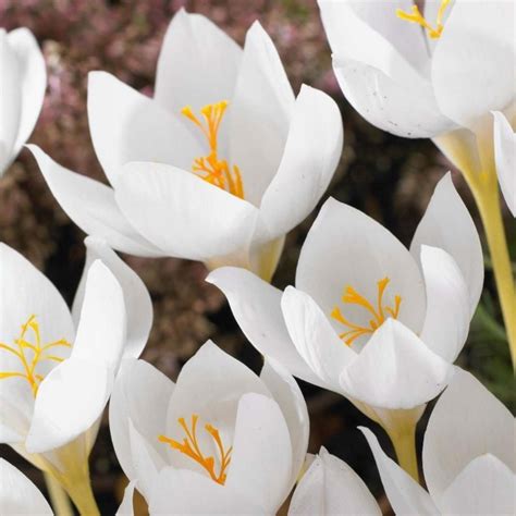 White Crocus bulbs - Price €3.50