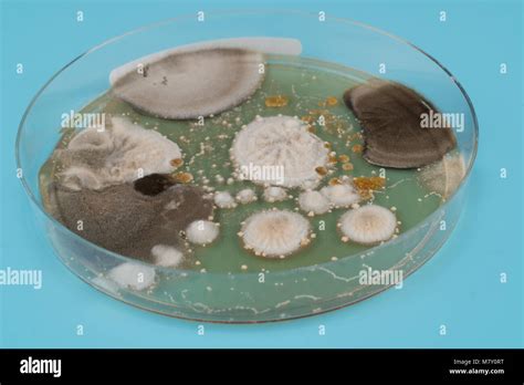 growth of microorganisms in a Petri dish, Bacteria, yeast and mold growing on an agar plate ...