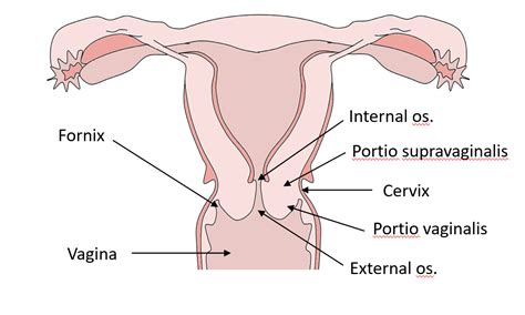 Anatomy of the Uterus | Female Reproductive Anatomy | Geeky Medics