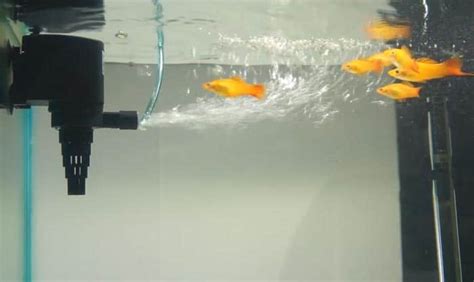 The Best Aquarium Powerhead Pump 2020 - Get aquarium fish