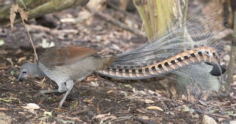 lyrebird | Voice & Facts | Britannica