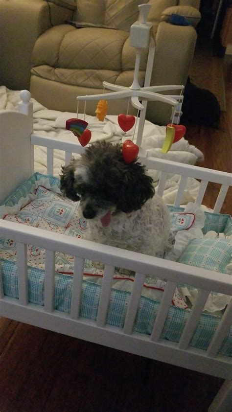 I put together Bitty Baby's crib and needed a helper to test it... 😅🤭 : r/americangirl