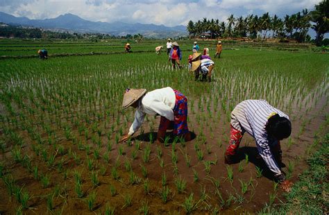 Farmers Planting Rice In A Paddy Near Photograph by Richard I'anson | Fine Art America