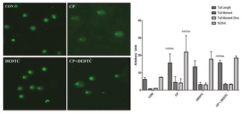 Alkaline comet assay indicating the DNA damage along with... | Download ...