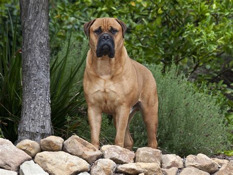 Bullmastiff Dog Breed Information, Images, Characteristics, Health