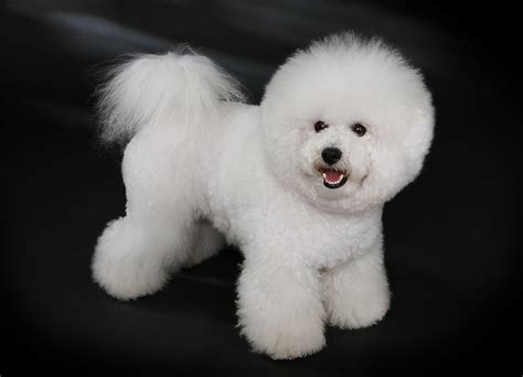 Bichon Frisé - Wikipedia