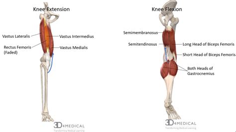 Anatomy Anterior Thigh Medial Thigh And Knee Joint At