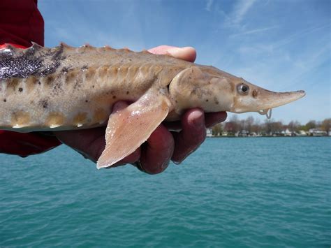 Lake Sturgeon Recovery Efforts Show Signs of Success - - The Adirondack Almanack