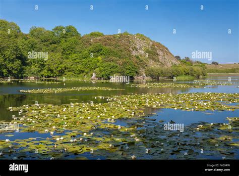 Bosherston Lily Ponds - Pembrokeshire Stock Photo - Alamy