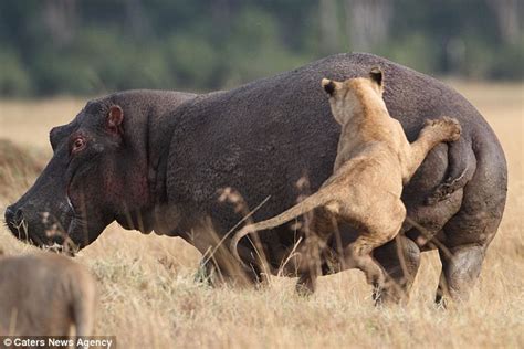 Angry hippo turns the tables on pride of lions as it fends off four of the predators on its own ...