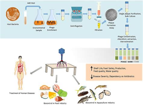 Frontiers | Tracking the phage trends: A comprehensive review of ...