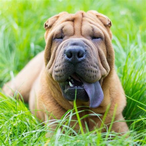 6 Dogs With Black Tongues — Why Do Dogs Have Black Tongues?