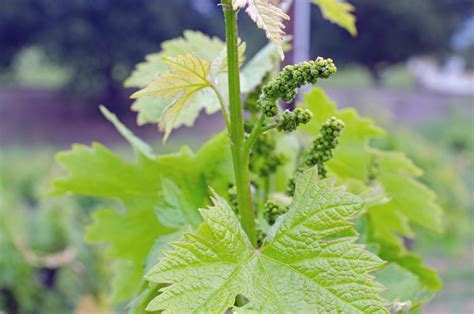 Self Pollinating Wine Grapes are Vital - Trione Vineyards and Winery