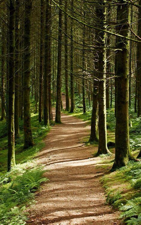 Walk here | Scenery, Beautiful nature, Forest path