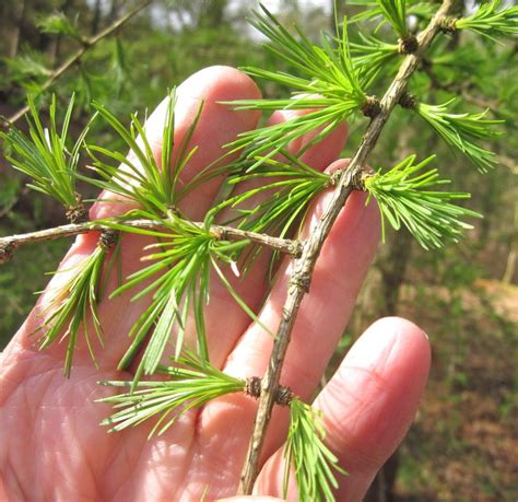 European Larch - Tree Guide UK European Larch identification