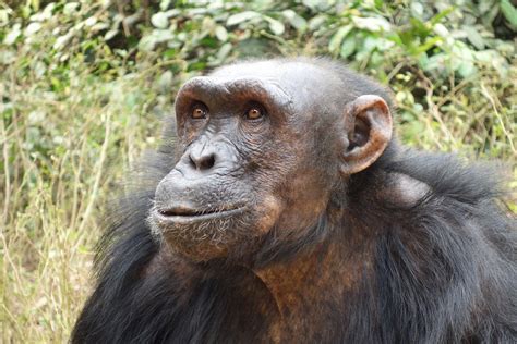 List of Saved Chimpanzees in Africa by Sanaga Yong Chimpanzee Rescue