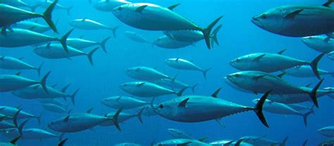 The Skipjack Tuna | Critter Science