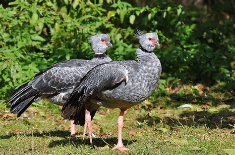 Native Birds of Uruguay - WorldAtlas