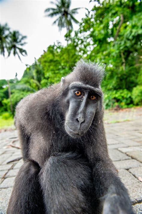 The Celebes Crested Macaque. Crested Black Macaque, Sulawesi Crested ...