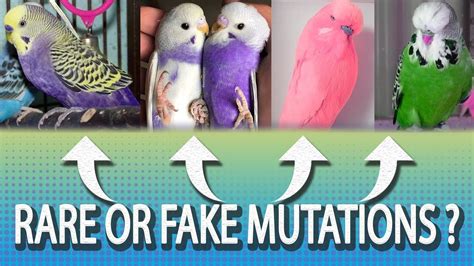 Are these Rare or Fake Budgie Mutations ? - MythBuster - YouTube