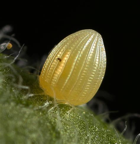 All of Nature: Monarch Butterfly Eggs