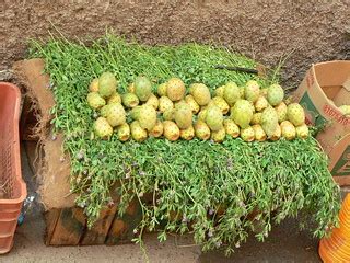 Cactus Fruit | Alkan Boudewijn de Beaumont Chaglar | Flickr