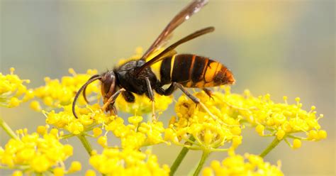 Honey Bee-Killing Asian Hornet Spotted In Cornwall | HuffPost UK News