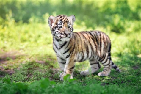 Siberian Amur Tiger Cub Images – Browse 2,179 Stock Photos, Vectors ...