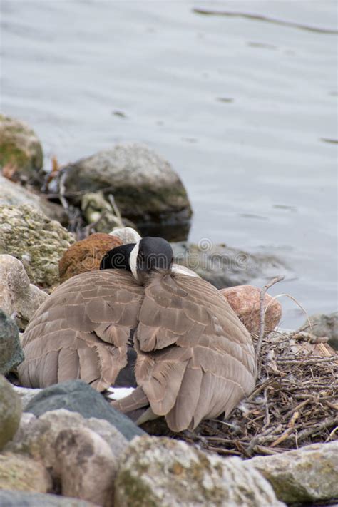 Canadian Geese Eggs stock photo. Image of cooty, lake - 125348608