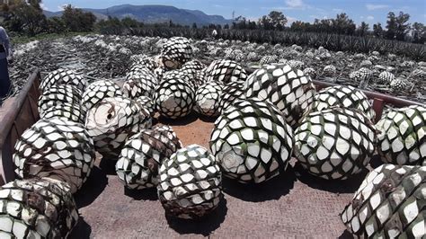 El cultivo de Agave azul (Agave tequilana Weber var. azul) en México ...