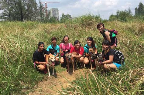 12 Animal Shelters To Volunteer At In Singapore Even If Cleaning Poop ...