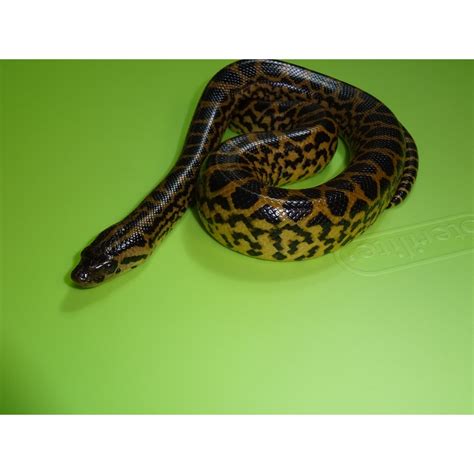 Yellow Anaconda - baby - Strictly Reptiles