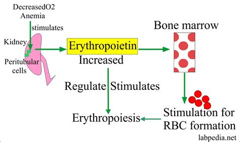 Erythropoietin Hormone Level (EP) – Labpedia.net