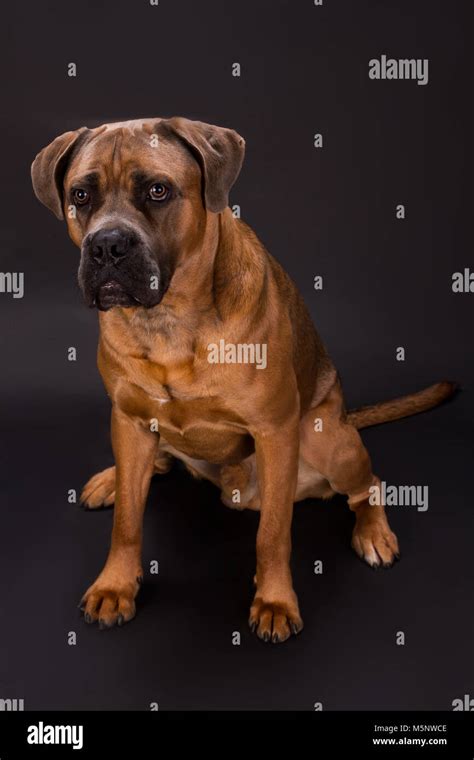 Brown cane corso italiano dog Stock Photo - Alamy