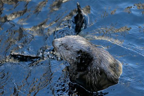 Predator sea otter now more of a hero in California coastal ecosystem ...